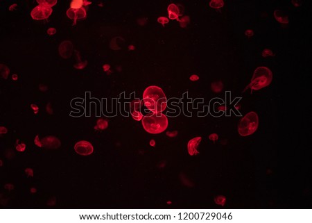 Colorful neon jellyfish floating in aquarium on a dark background with softly focused small jellyfish in the background