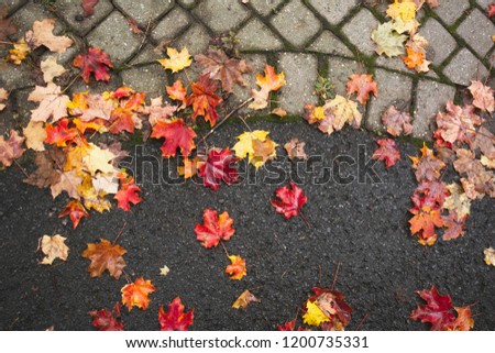 Fallen leaves in autumn on street edge beside cobblestone sidewalk