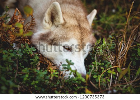 Close-up Portrait of pensive siberian Husky dog lying is on the ground in the autumn forest at sunset