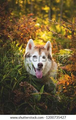 Close-up Portrait of beautiful siberian husky dog with brown eyes lying in fern grass in the forest at sunset in autumn.