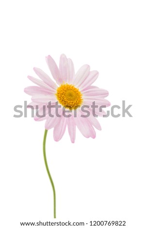 pink daisy isolated on white background