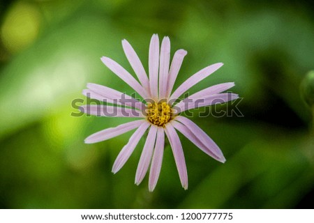 Closeup to flowers bloom and blossom Clover with colorful of colour 