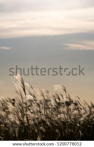 A beautiful silver grass