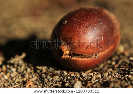 Macro Picture of an Acorn 