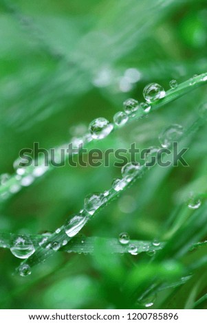 herbal background with water drops in cold tones. green grass in dew drops