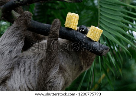 Big brown three-toed sloth climbing on a branch in the jungle, Vertical, bright green jungles. Warm sunny summer day.