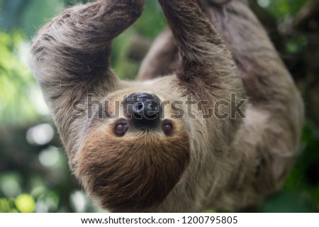 Big brown three-toed sloth climbing on a branch in the jungle, Vertical, bright green jungles. Warm sunny summer day. 