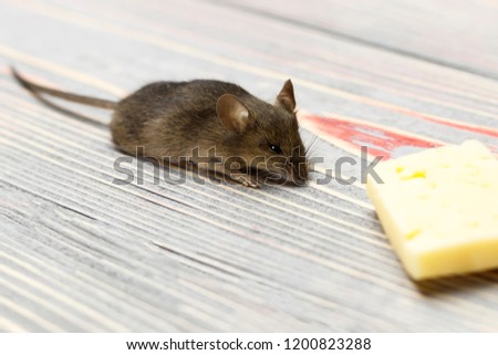 Gray mouse and piece of cheese on a gray wooden background retro