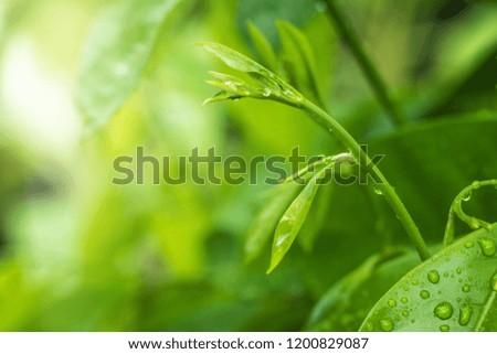 Green leaf and dew in nature background at morning time with sunlight.