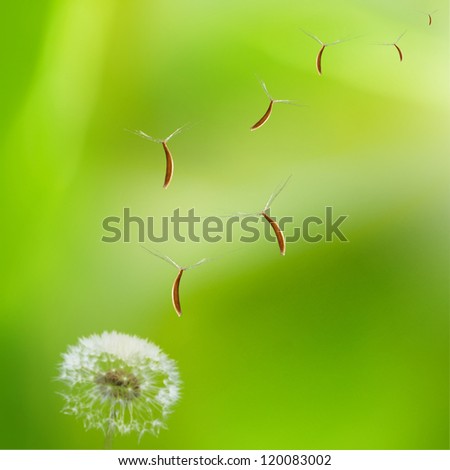 dandelions with nice light green background for adv or others purpose