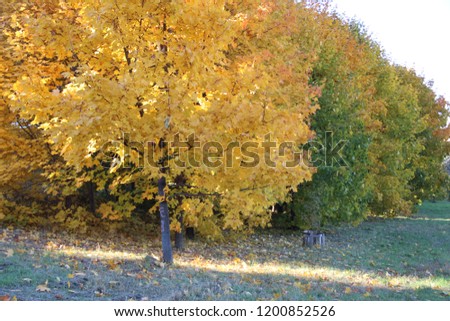 autumn forest in sunny day