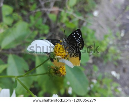 Black and yellow butterfly sucking nectar from flowers.