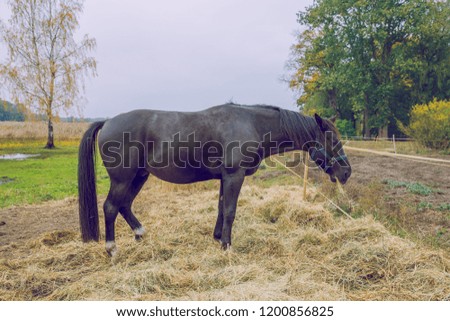 City Riga, Latvia. Black horse at autumn, eating grass. Travel photo 2018.