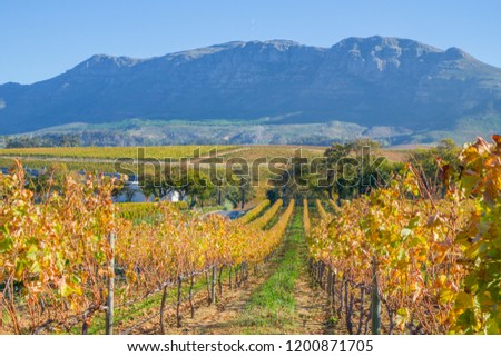 Constantia, the famous wine-producing suburb of Cape Town, South Africa in the fall season.  Royalty-Free Stock Photo #1200871705