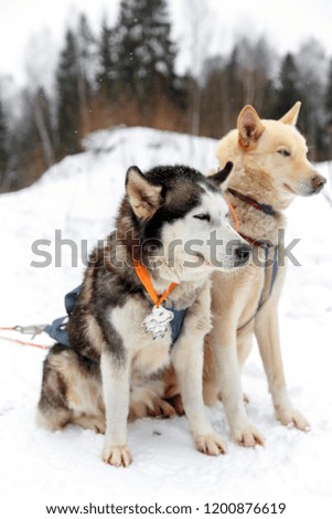husky dog sledding dog snow winter