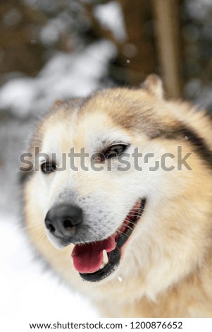 husky dog sledding dog snow winter