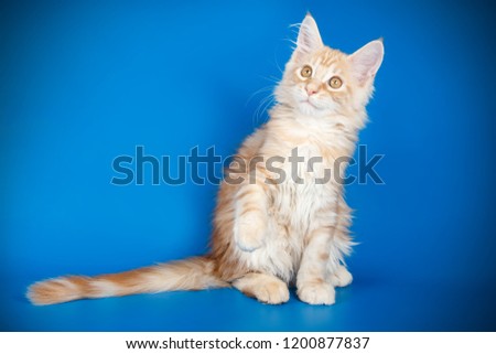 Studio photography of a Maine Coon cat on colored backgrounds