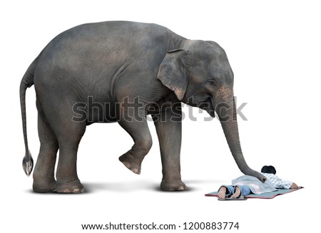 Asian elephant in the act of massage for feel ache human isolated on white background with clipping path