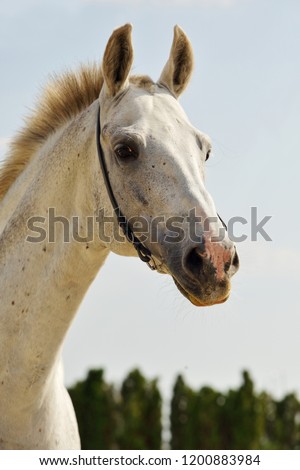 Pure Spanish Horse or PRE, portrait against light background