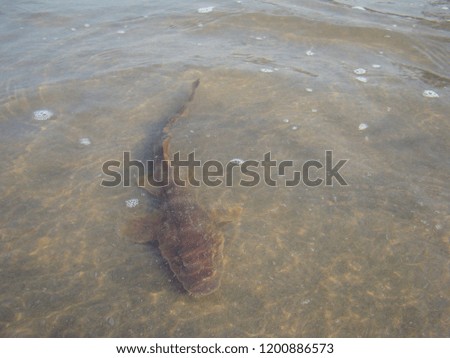shark on a tropical beach. danger on the beach. shark near the shore.