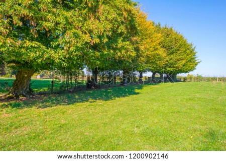 Panorama of trees in a green meadow on a hill in sunlight at fall