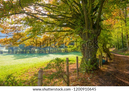 Path in a rural landscape in autumn colors in sunlight at fall