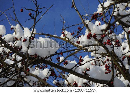 Hawthorn tree in winter covered with snow