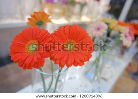 Special romantic hot orange color chrysanthemum in full blossom
