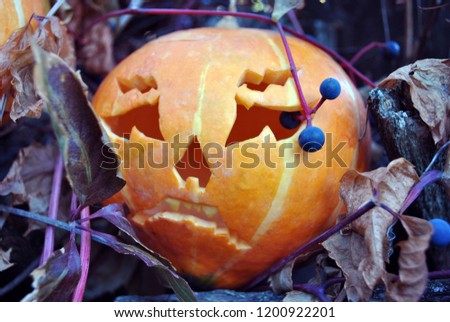 Halloween pumpkin with blue berries close up on old wooden fence with dry wild grape leaves on it 