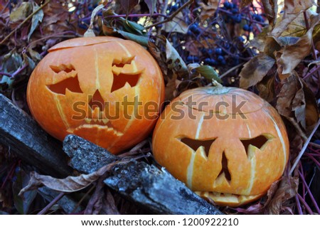 Halloween couple pumpkins on old wooden fence with dry wild grape leaves and  blue berries on it 