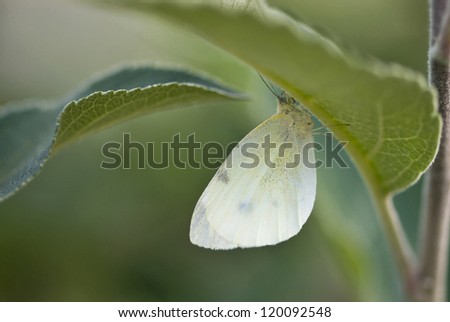 White butterfly resting beneath a leaf