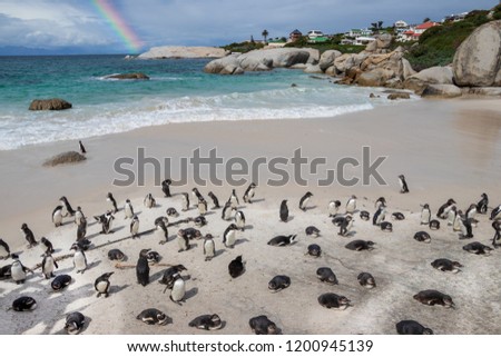 A group of African Penguins gathering around at Boulders Beach. In the background the Atlantic Ocean with a nice rainbow. There is a large wild colony of penguins in Simon's Town.
