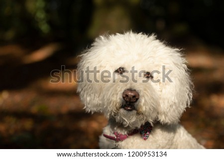 White labradoodle dog pictured outside