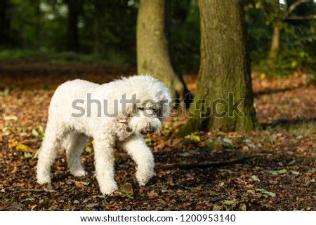 White labradoodle dog pictured outside