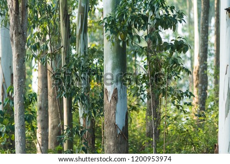 Trunk of Gum trees or Eucalyptus trees from the hilly slopes of Yercaud, Tamilnadu , India. Royalty-Free Stock Photo #1200953974