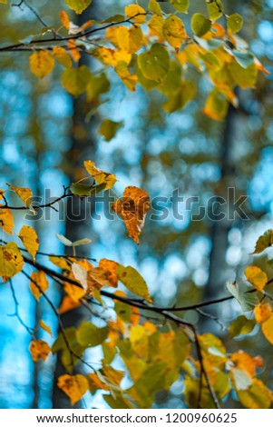 autumn leaves of linden