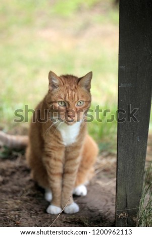 vertical photography of a beautiful red and white european cat, sitting on a wooden porch, with green grass background, outdoors on a sunny summer day in Poland, Europe