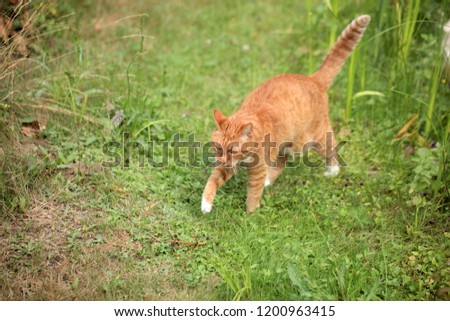 horizontal photography of a beautiful red and white european cat, walking on a green grass, outdoors on a sunny summer day in Poland, Europe