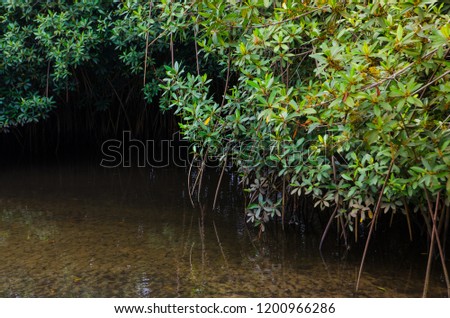 Red mangroves on an island, Ada Foah, Big Ada, Volta Region, Ghana.
