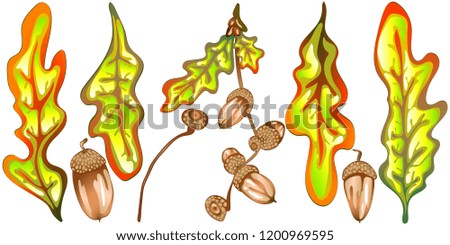  autumn yellow oak leaves and acorn plant. Leaf plant botanical garden floral foliage. Isolated illustration element. leaf for background, texture, wrapper pattern, frame or border.