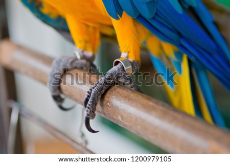 chain interpreter, parrot
