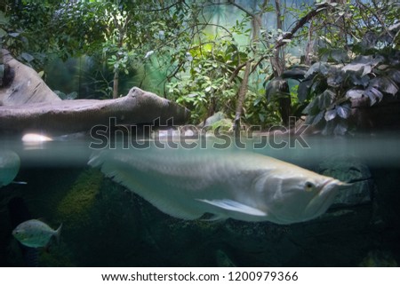 White fish at the surface of the water