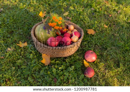 Basket wicker with apples and pumpkins on the grass