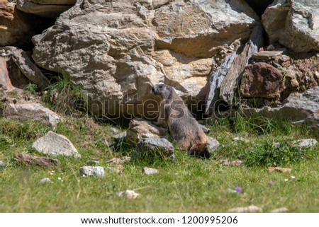 Marmot in the alps
