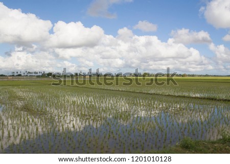 Paddy Field After Transplanted rice seedlings Thiruvallur District Kattur village, Tamil Nadu in India 