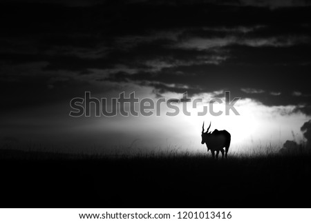 Eland antelope and the sunset, Masai Mara  Royalty-Free Stock Photo #1201013416
