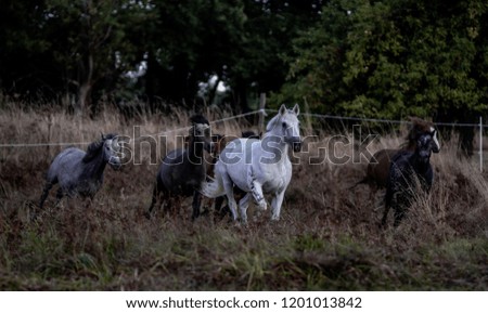horses in gallop in sunrise on an autumn field