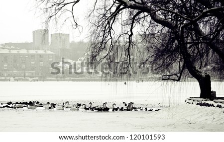 Black and white photo of the winter scene of a lake, birds and urban city