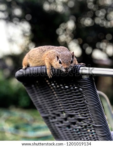 Female tree squirrel on a chair