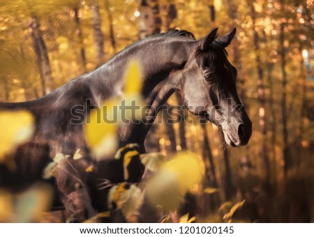 black Arabian horse